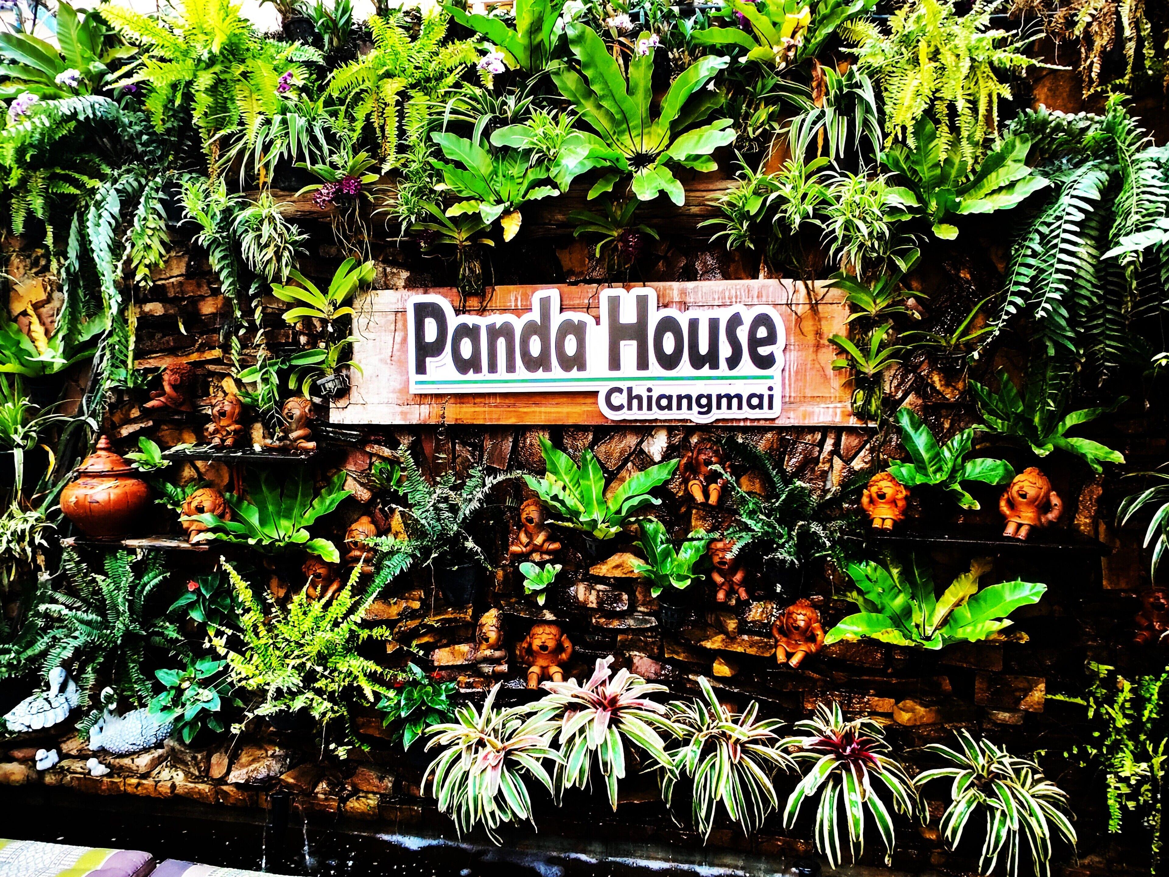 Panda House Chiang Mai Hostel — الصور 1